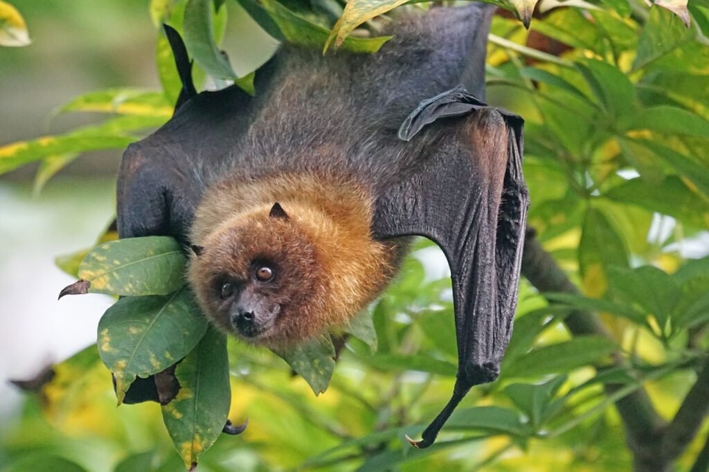 IA en la comunicación animal : murcielagos